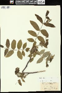 Juglans cinerea image