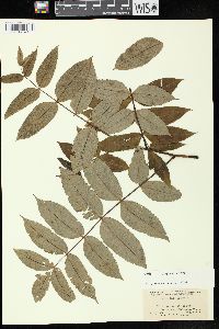 Juglans cinerea image