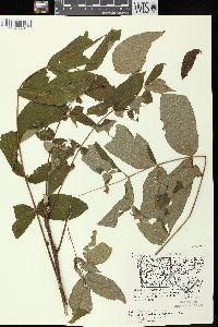 Juglans cinerea image