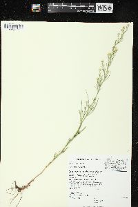 Symphyotrichum pilosum var. pringlei image