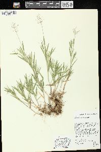 Dichanthelium acuminatum subsp. implicatum image