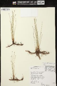 Eleocharis elliptica image