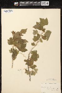 Ribes americanum image