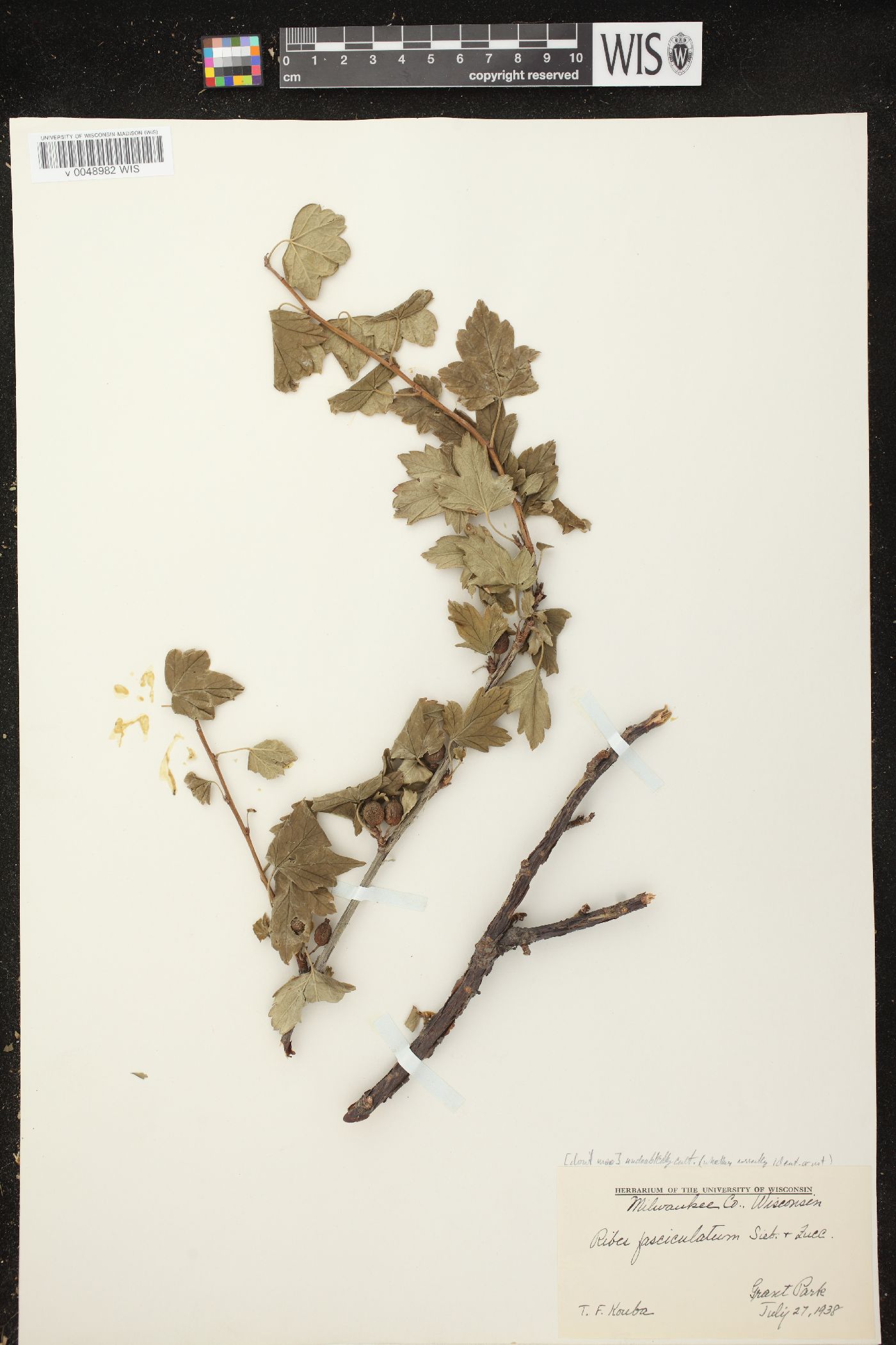 Ribes fasciculatum image