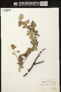 Ribes fasciculatum image
