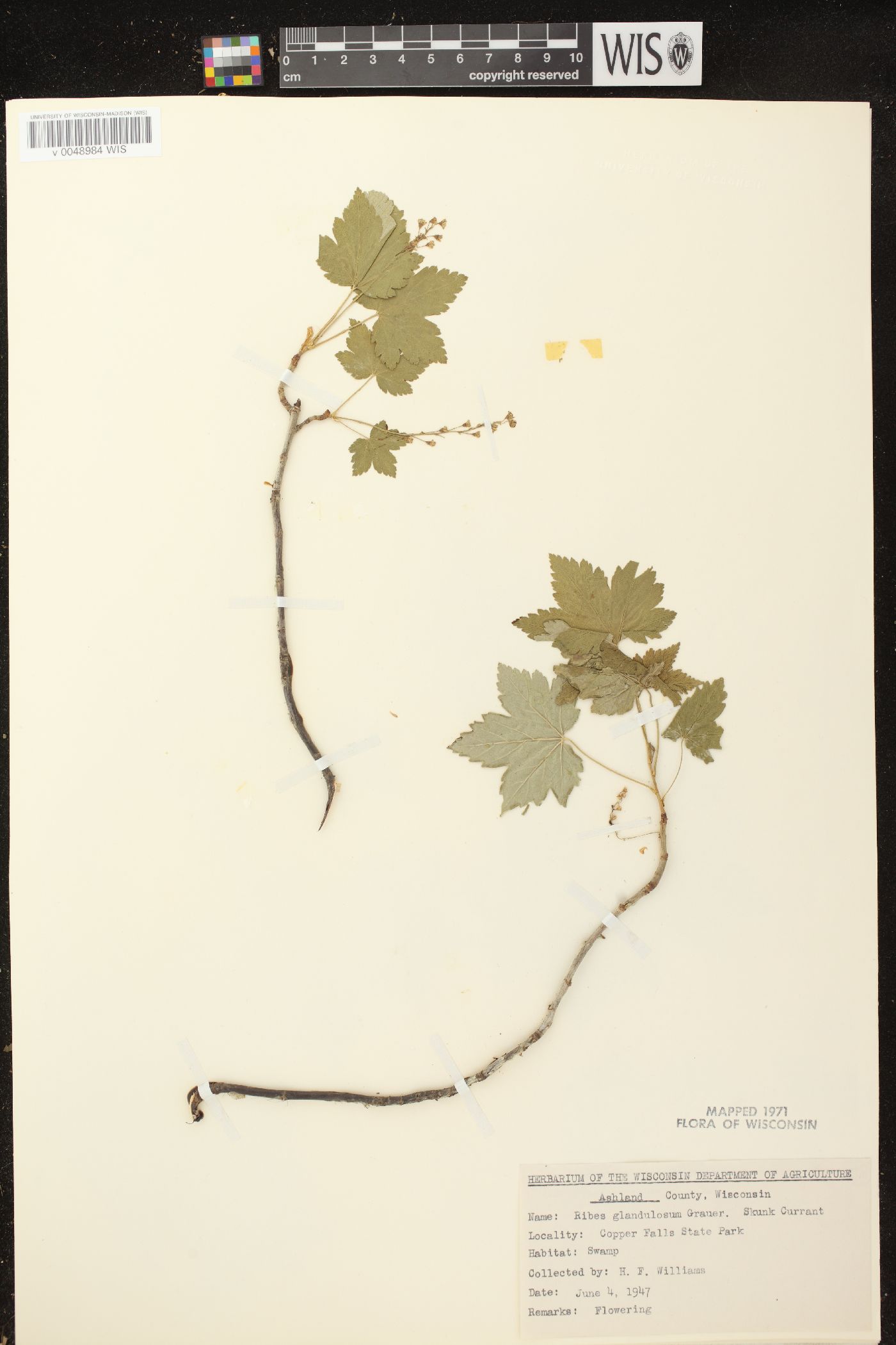 Ribes glandulosum image