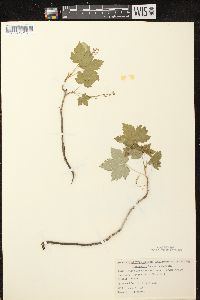 Ribes glandulosum image