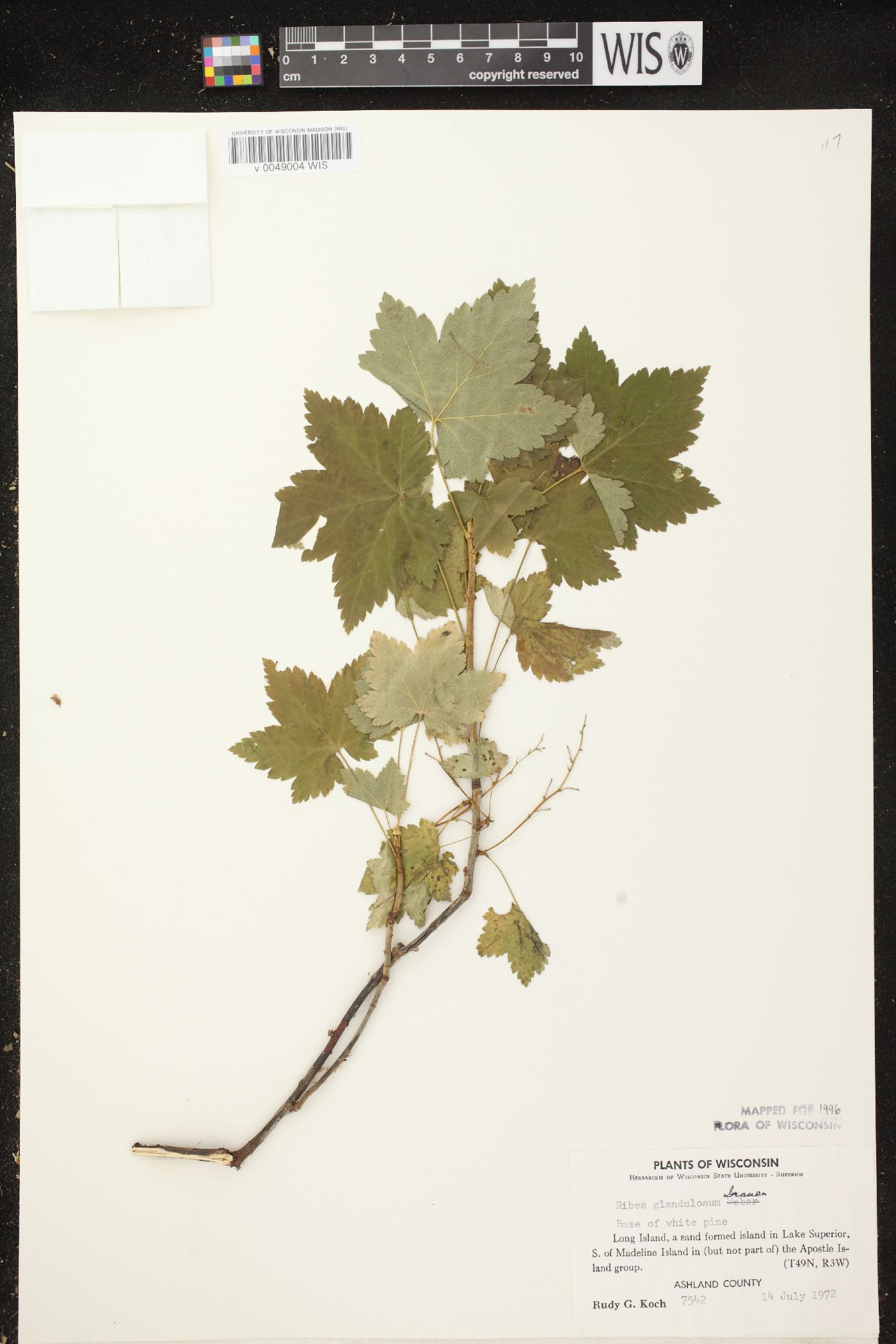 Ribes glandulosum image