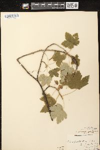 Ribes glandulosum image