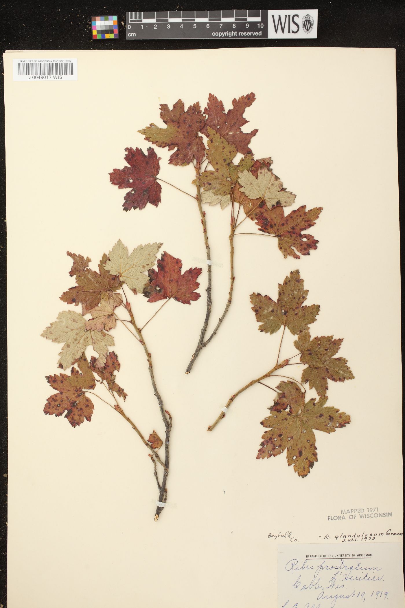Ribes glandulosum image