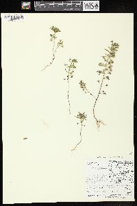 Trichostema coeruleum image