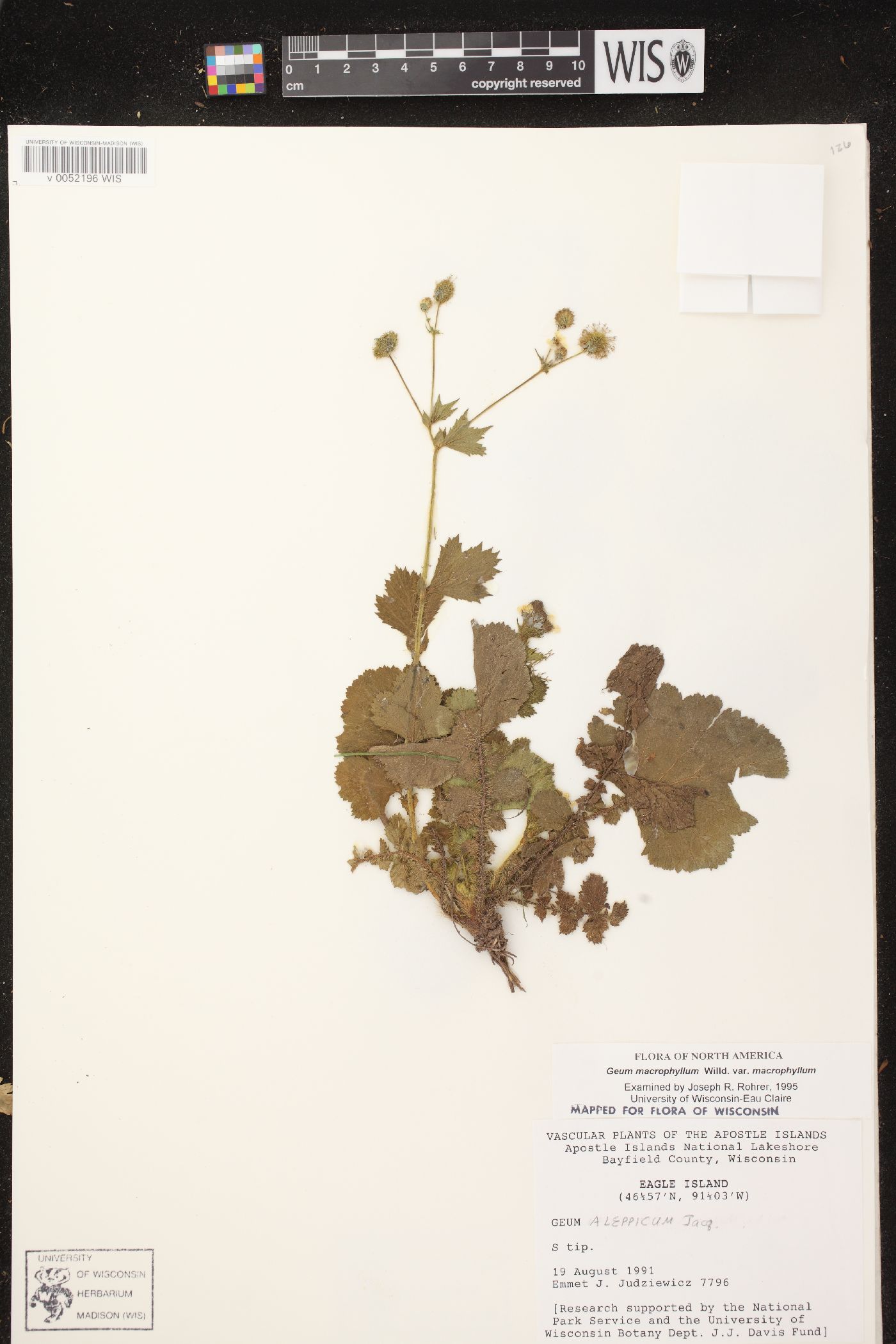 Geum macrophyllum var. macrophyllum image