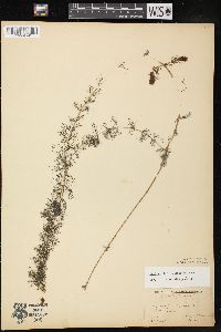 Myriophyllum sibiricum image