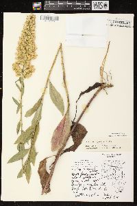 Solidago speciosa image