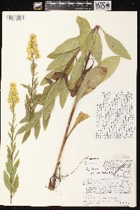 Solidago speciosa image