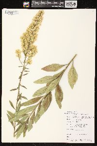 Solidago speciosa image