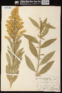 Solidago speciosa image