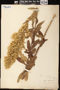 Solidago speciosa image