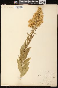 Solidago speciosa image