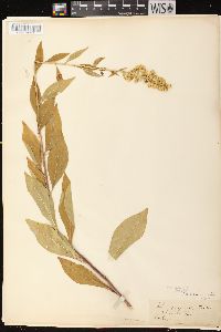 Solidago speciosa image