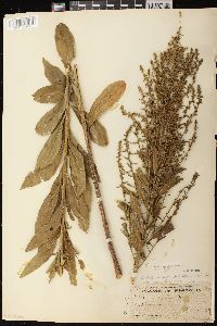 Solidago speciosa image