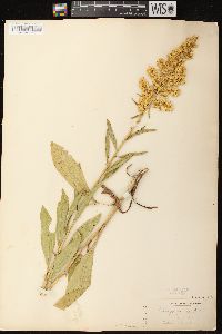 Solidago speciosa image