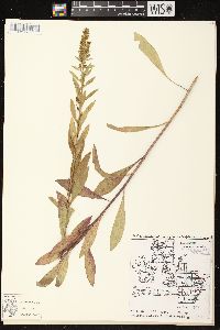 Solidago rigidiuscula image