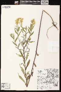 Solidago speciosa image