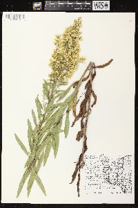 Solidago speciosa image