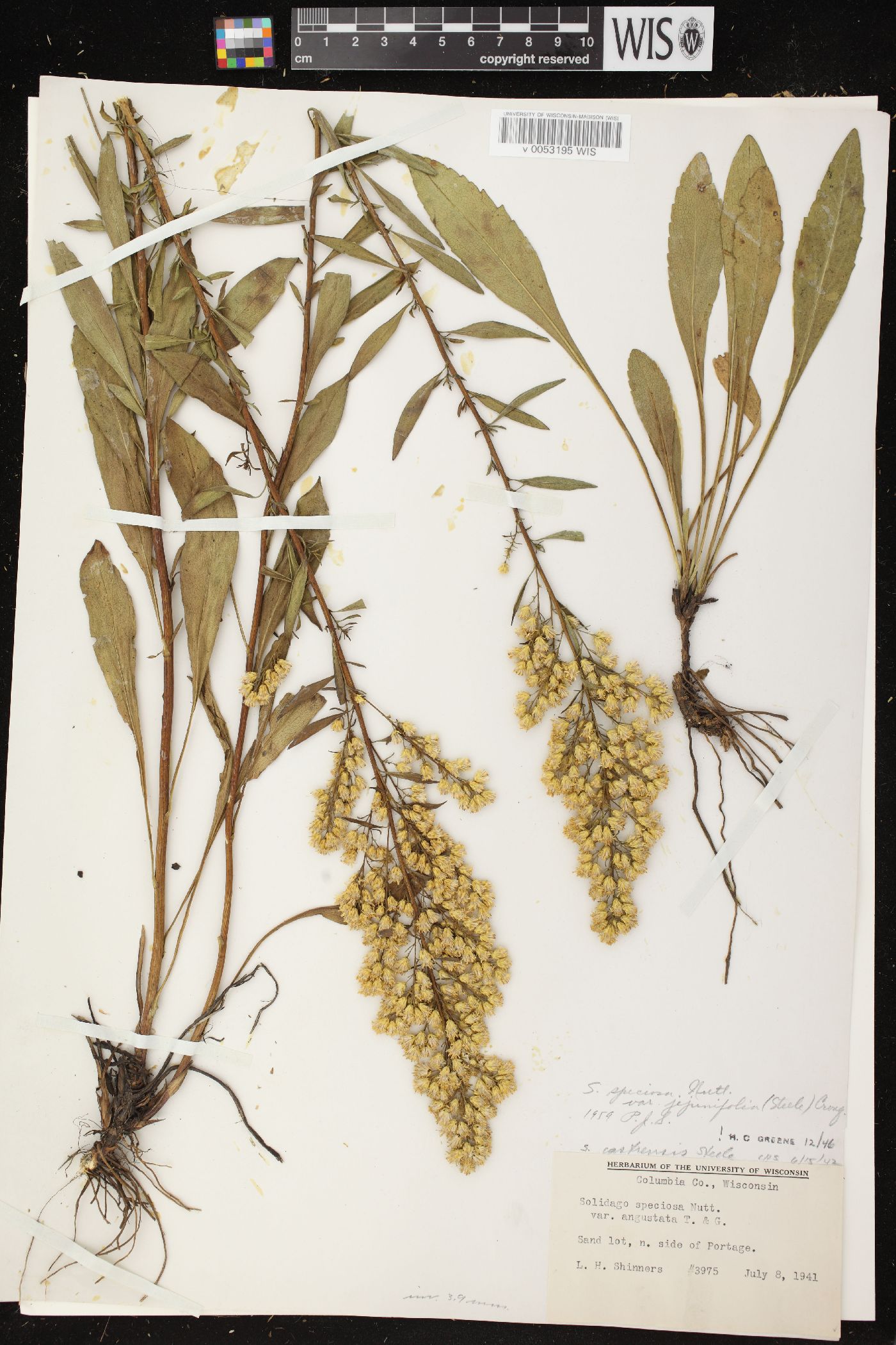 Solidago jejunifolia image