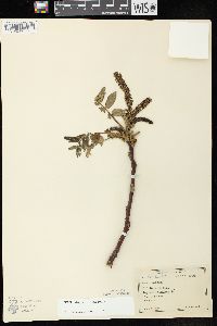 Juglans cinerea image