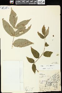 Juglans cinerea image