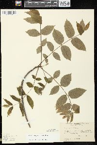 Juglans cinerea image