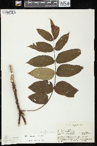 Juglans cinerea image