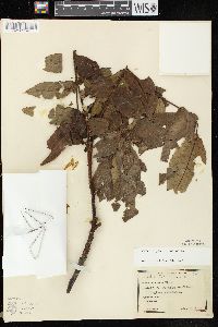 Juglans cinerea image