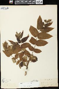 Juglans cinerea image