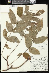 Juglans cinerea image