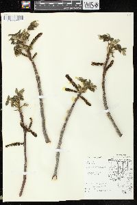 Juglans cinerea image