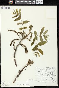 Juglans cinerea image