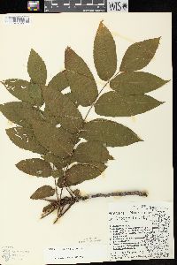 Juglans cinerea image