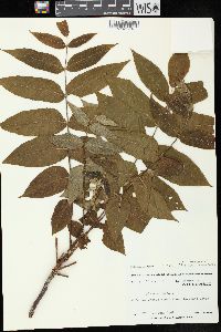 Juglans cinerea image