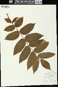 Juglans cinerea image