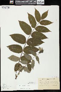 Juglans cinerea image