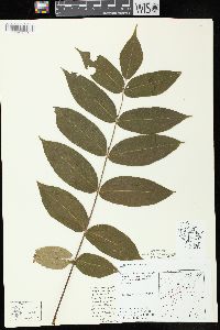 Juglans cinerea image