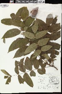 Juglans cinerea image