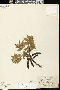 Juglans cinerea image