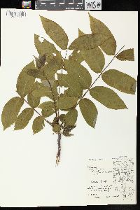 Juglans cinerea image