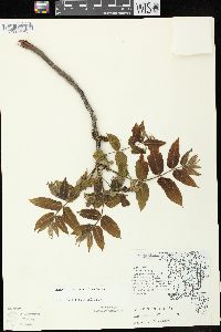 Juglans cinerea image