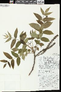 Juglans cinerea image