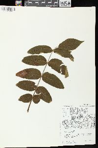 Juglans cinerea image